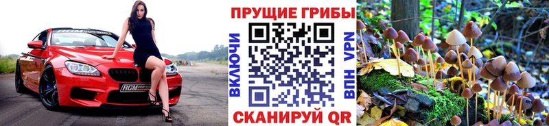 где можно купить наркотик  Михайлов  shop какой сайт  Галлюциногенные грибы GOLDEN TEACHER 